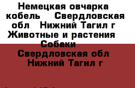 Немецкая овчарка (кобель) - Свердловская обл., Нижний Тагил г. Животные и растения » Собаки   . Свердловская обл.,Нижний Тагил г.